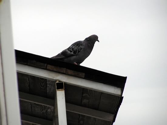 Image hosted by Photobucket.com