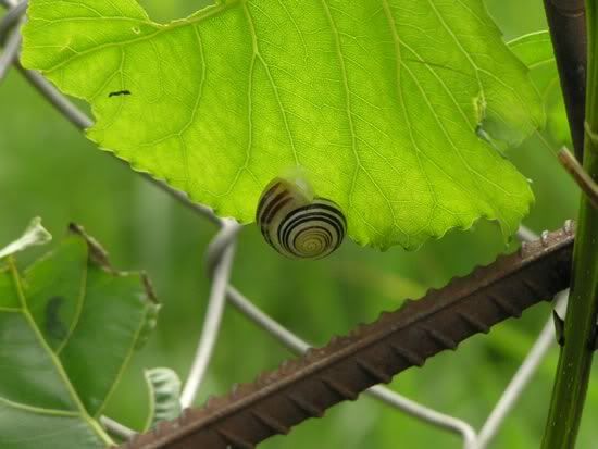 Image hosted by Photobucket.com