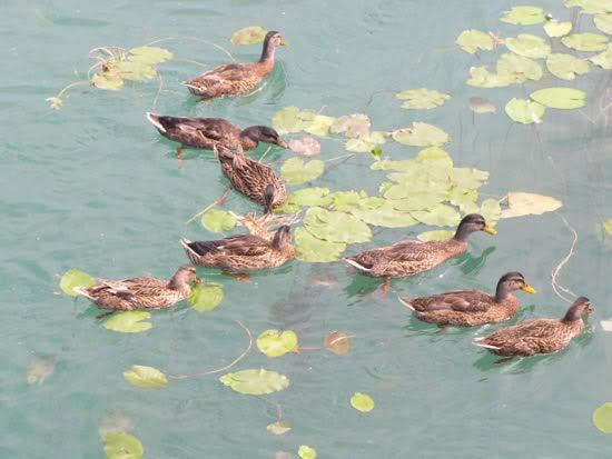 Image hosted by Photobucket.com