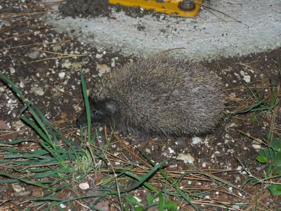 Image hosted by Photobucket.com