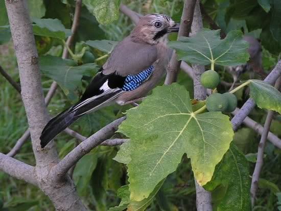 Image hosted by Photobucket.com