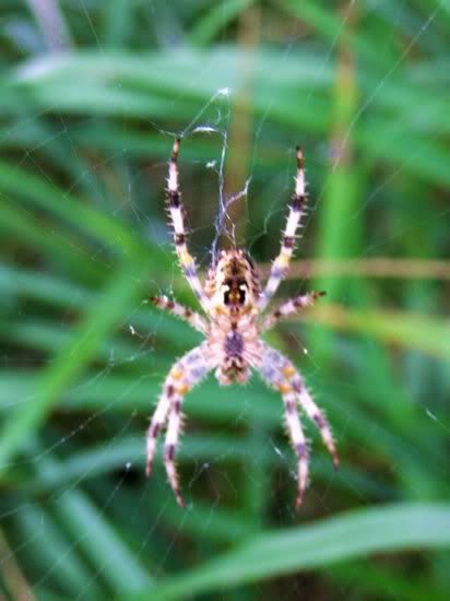 Image hosted by Photobucket.com