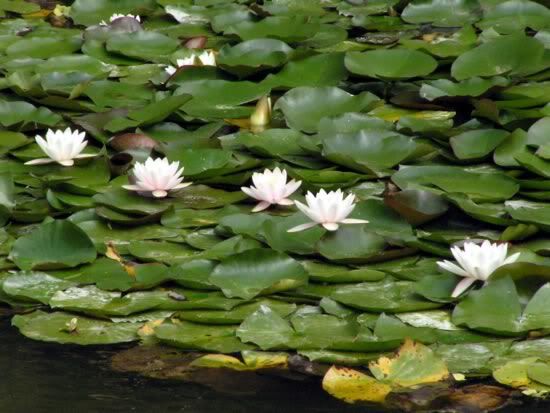 Image hosted by Photobucket.com