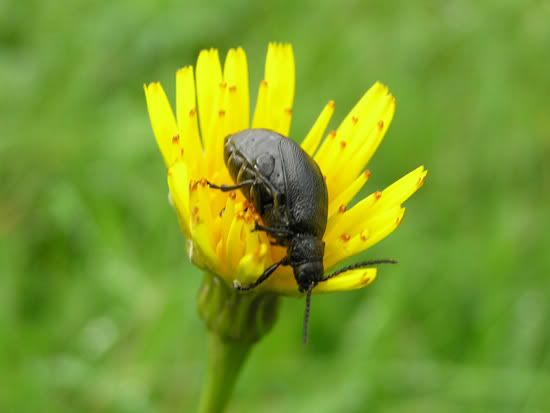 Image hosted by Photobucket.com