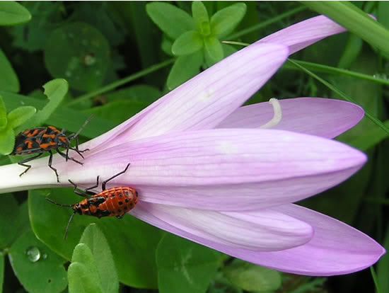 Image hosted by Photobucket.com