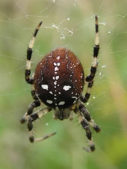 Image hosted by Photobucket.com