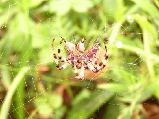 Image hosted by Photobucket.com