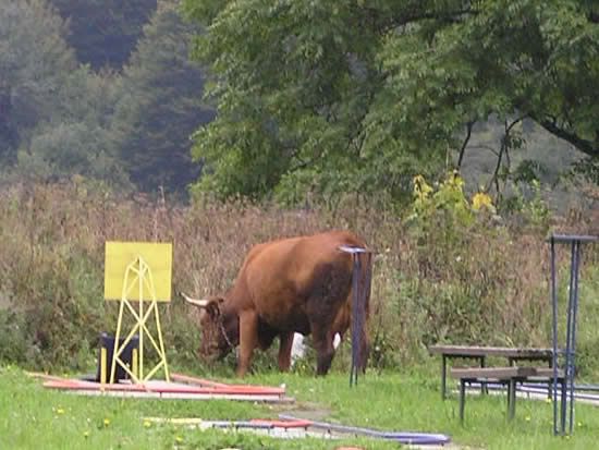 Image hosted by Photobucket.com