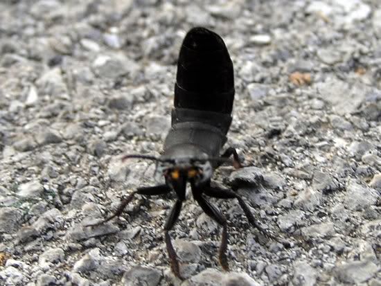 Image hosted by Photobucket.com