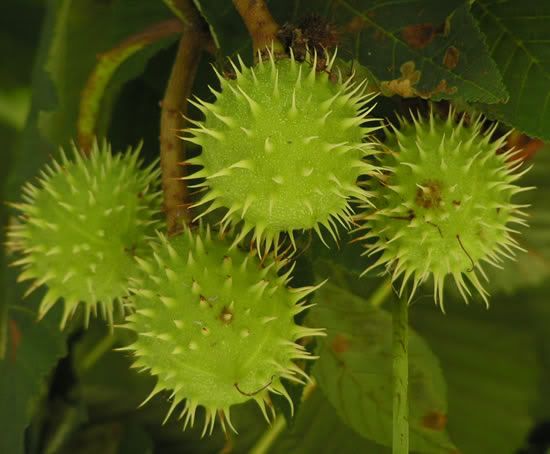 Image hosted by Photobucket.com