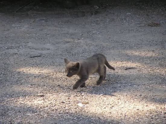 Image hosted by Photobucket.com