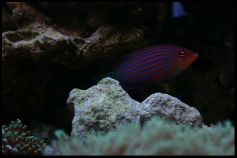 1-13-9-05sixlinewrasse.jpg