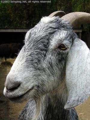  photo goat.jpg