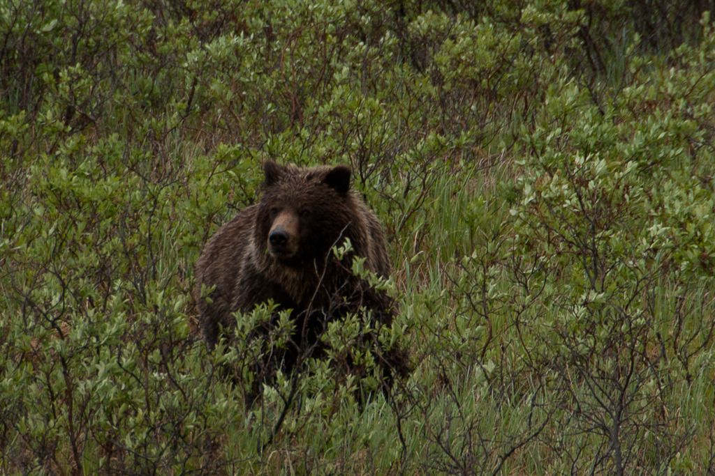 g%20bear2_zpsxmhueqof.jpg