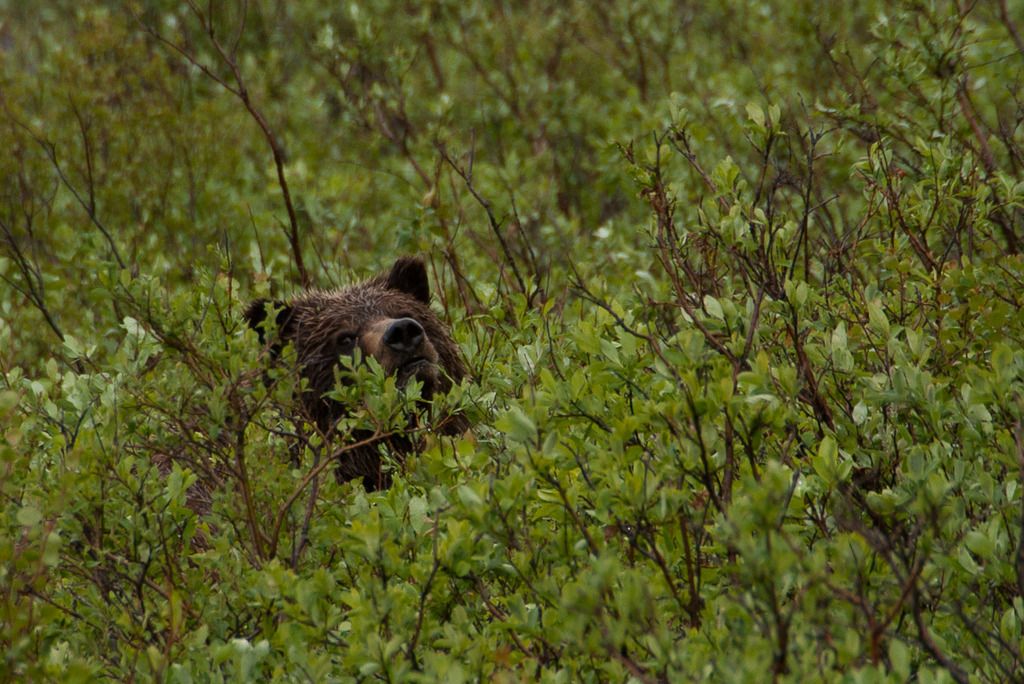 g%20bear3_zpsfcxgxdul.jpg