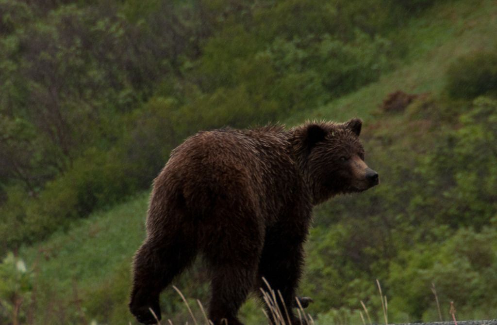 g%20bear5_zpsiq4un9fy.jpg