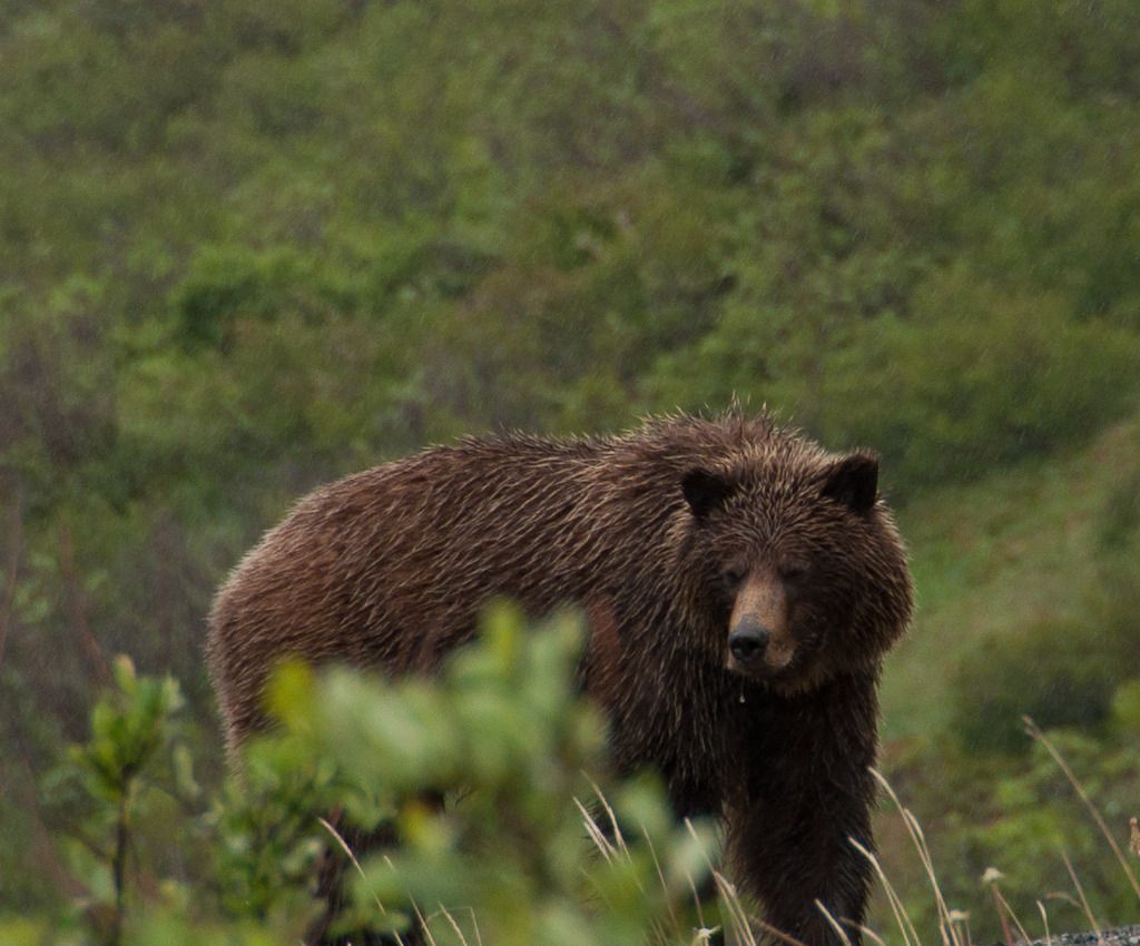 g%20bear6_zpssy351i2c.jpg
