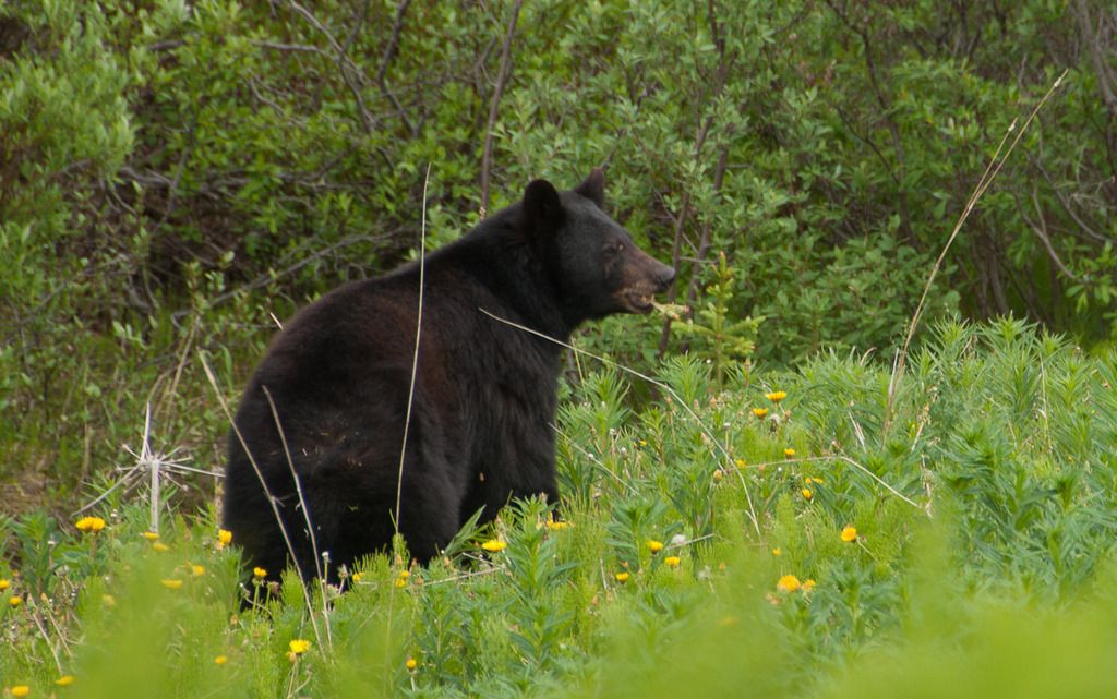 live%20bear%201_zps4nnp0a5s.jpg