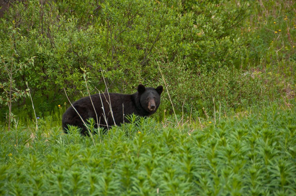 live%20bear%203_zpsonb0akn7.jpg
