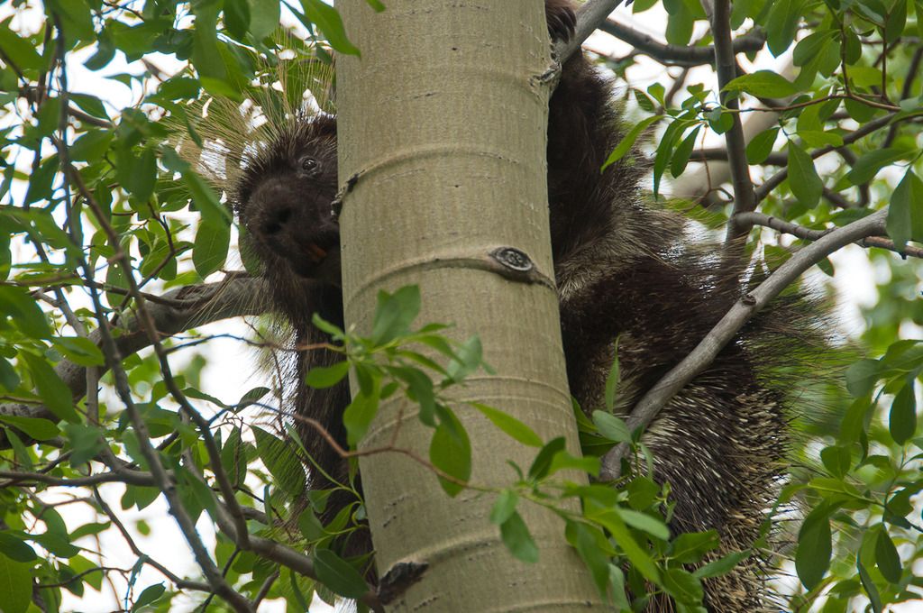 porcupine%201_zpsswj3pcgl.jpg