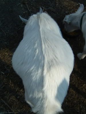 How about a "then and now" thread?? - Goats