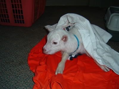 How about a "then and now" thread?? - Goats