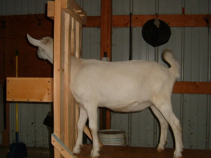 How about a "then and now" thread?? - Goats