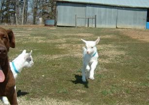 How about a "then and now" thread?? - Goats