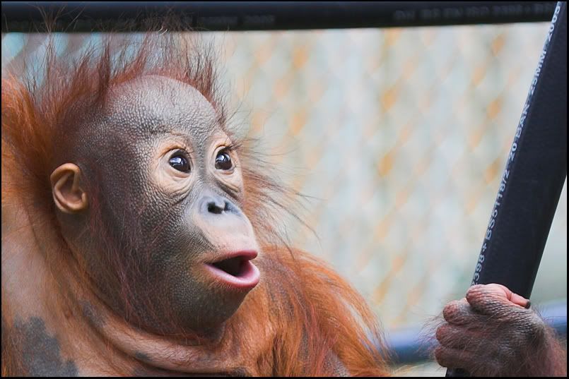 IMAGE: http://i8.photobucket.com/albums/a20/juz13/Animals/Baby-1.jpg