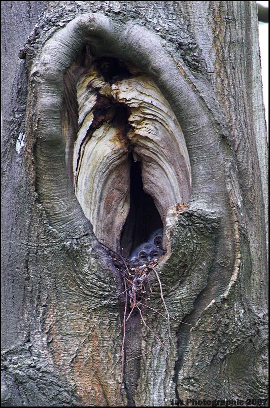 IMAGE: http://i8.photobucket.com/albums/a20/juz13/Animals/BabyOwls.jpg