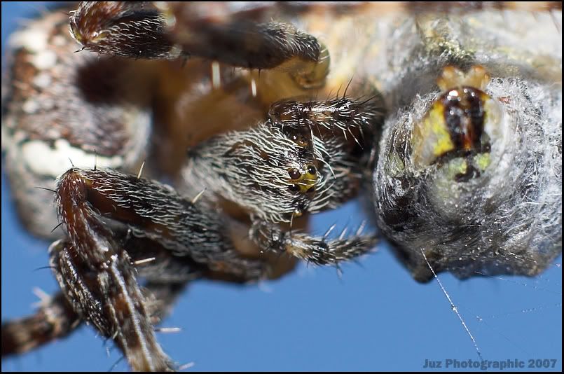 IMAGE: http://i8.photobucket.com/albums/a20/juz13/Animals/Close-up.jpg