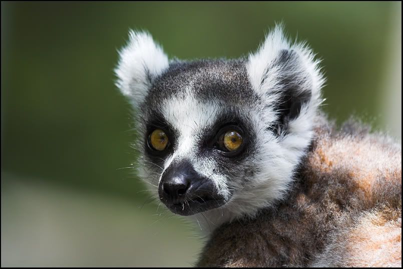 IMAGE: http://i8.photobucket.com/albums/a20/juz13/Animals/George.jpg