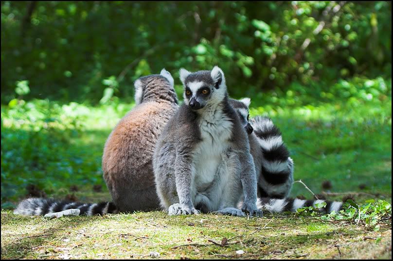 IMAGE: http://i8.photobucket.com/albums/a20/juz13/Animals/Lemurs.jpg