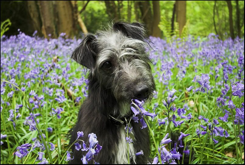 IMAGE: http://i8.photobucket.com/albums/a20/juz13/Bonz/Bonzosm2.jpg