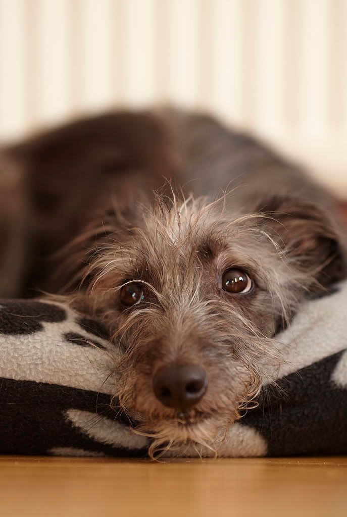 Whippet Terrier Mix