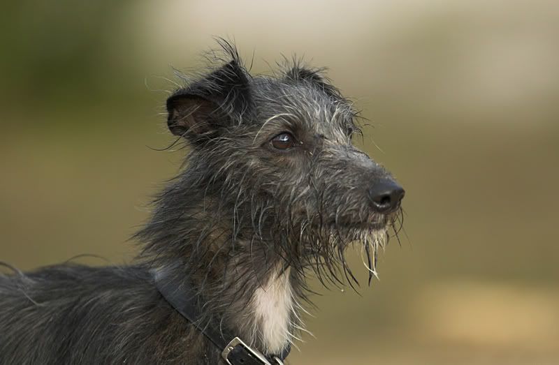 IMAGE: http://i8.photobucket.com/albums/a20/juz13/Bonz/Moistpuppy.jpg