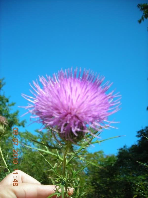 Whistle at this thistle