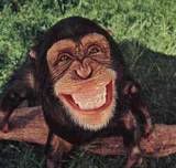 smiling monkey