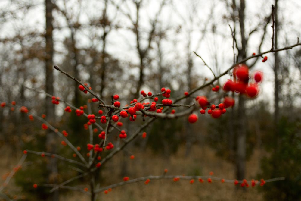 youpon-berries_zpsd928c842.jpg