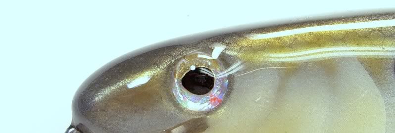 10 inch Alewife