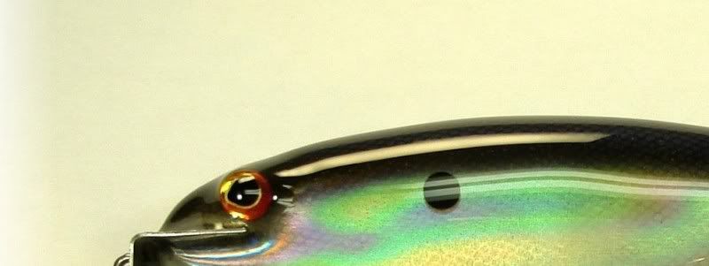 Rocket Shad