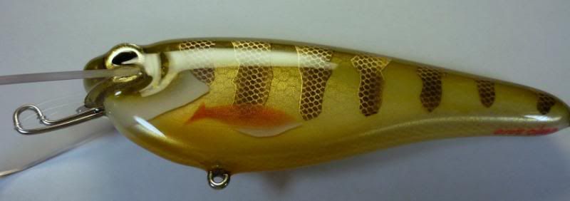 Goldperch2