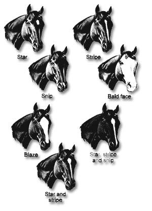 markings on horse. horse-face-markings.jpg