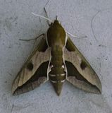 http://i8.photobucket.com/albums/a23/ukikoken/papillons/th_sphinxdeleuphorbe.jpg