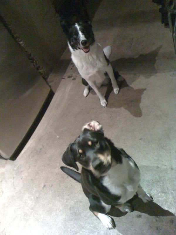 The Underdogs
