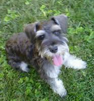 J. Schnauzer