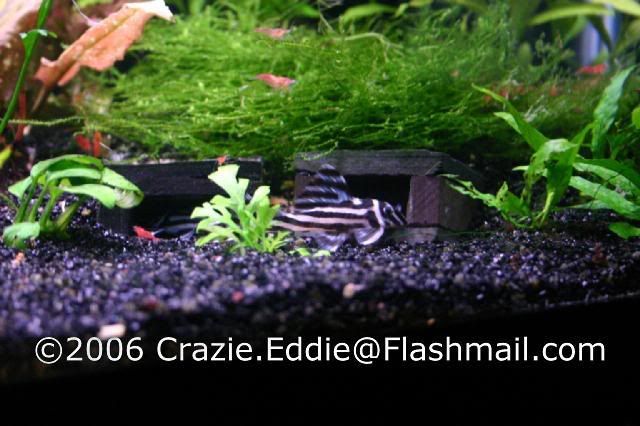 zebra pleco account