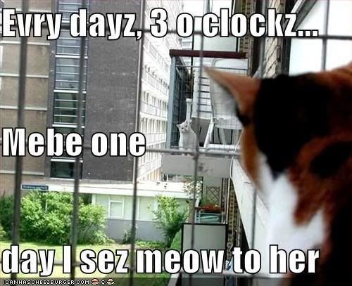 funny-pictures-two-cats-balcony-lov.jpg