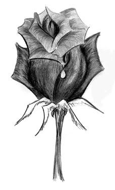 rose.jpg Rose image by BloodDrawnKiss