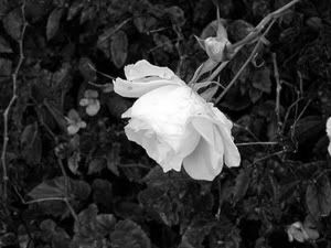 whiterose.jpg white rose image by BloodDrawnKiss